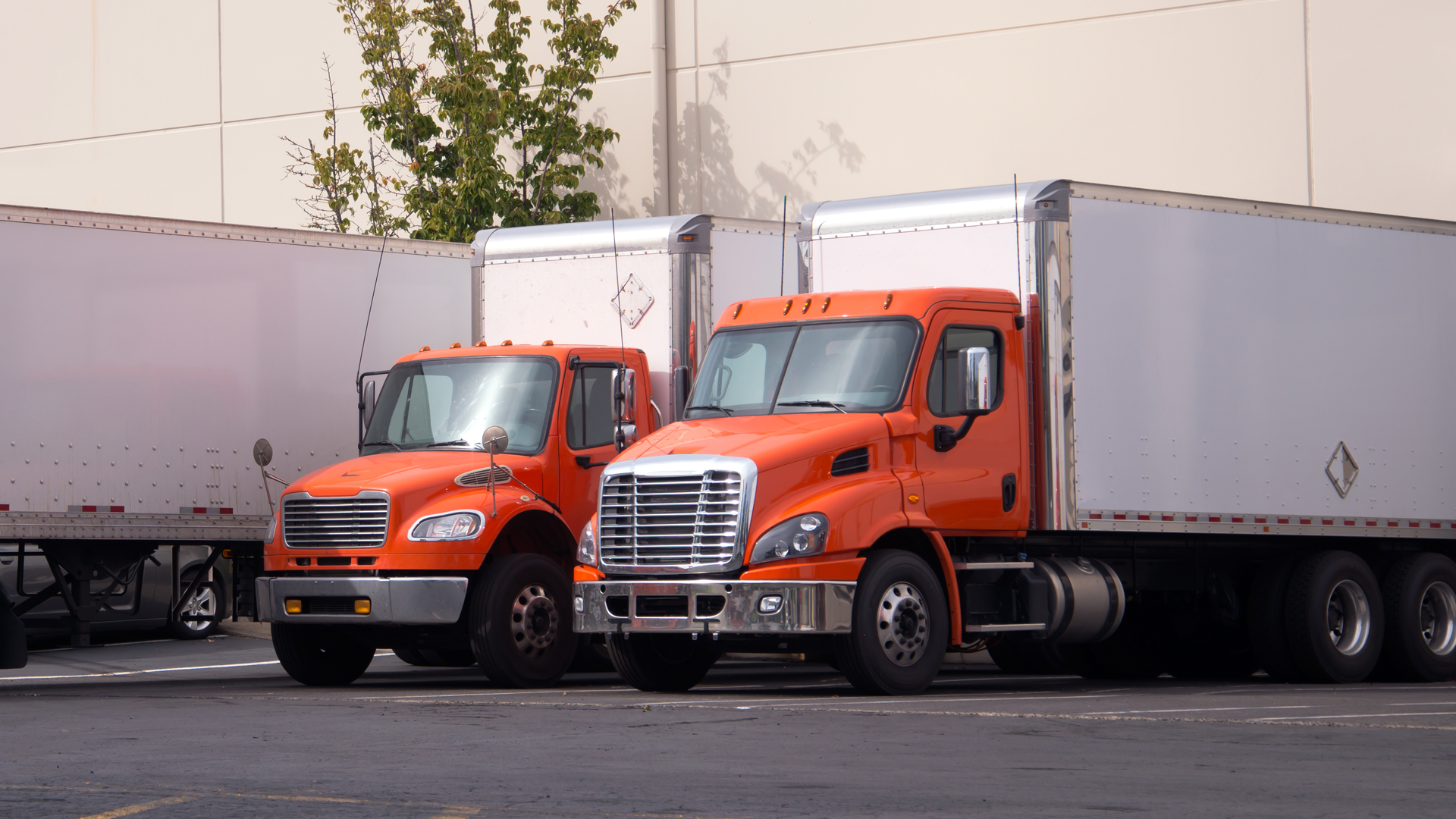 Two parked freight trucks with orange cabs